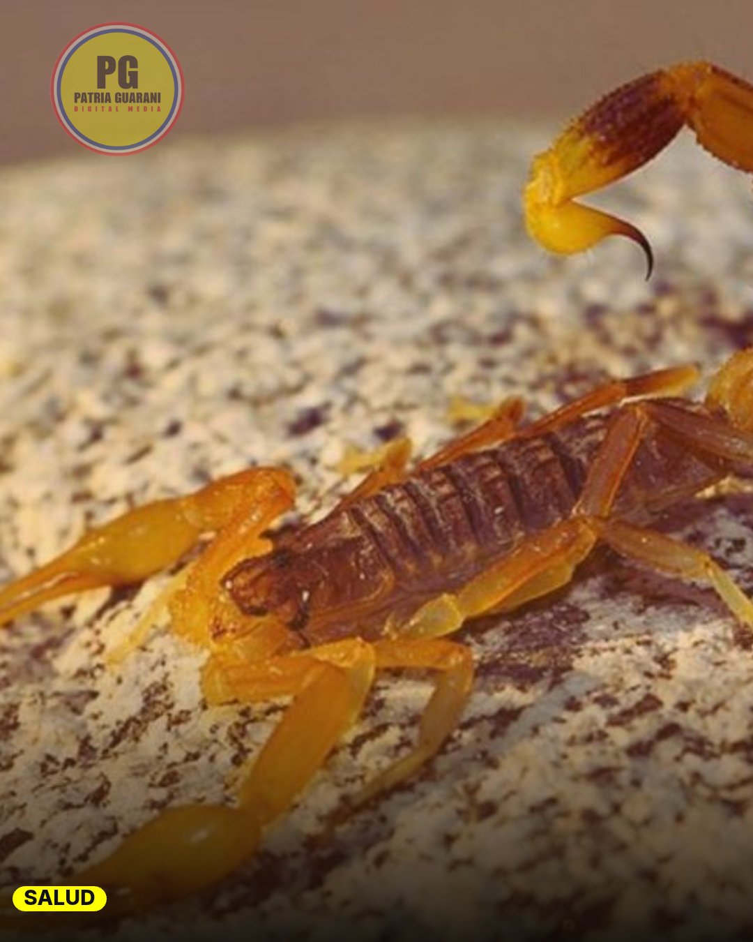 Alacranes en época de calor: qué hacer y qué no hacer ante una picadura