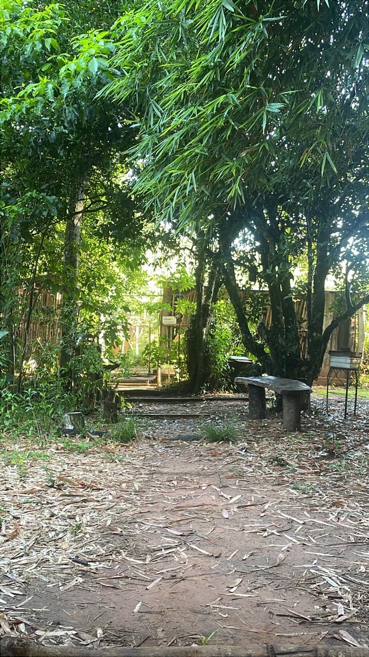 Aprender y sanar en la naturaleza: retiro de plantas medicinales y meditación