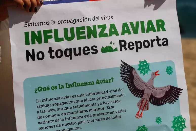 Gripe aviar, Uruguay declara la emergencia sanitaria