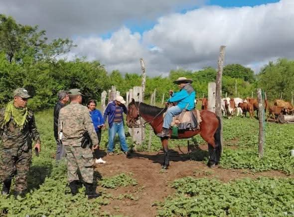 Recuperación de animales vacunos en prosecución a denuncia por faltante