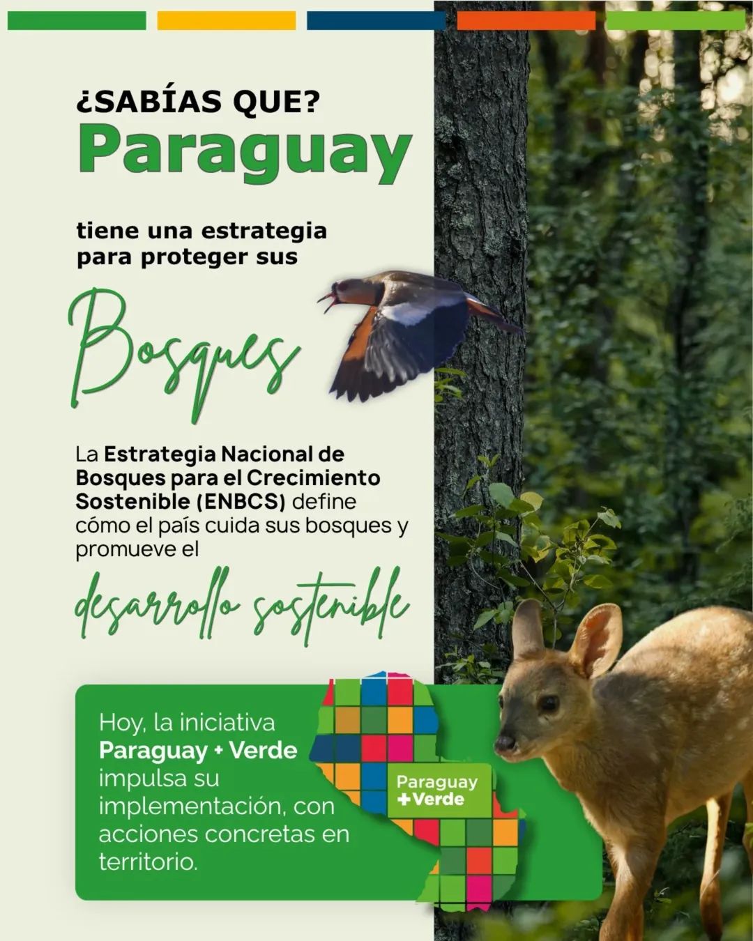 ¿Sabías que? 