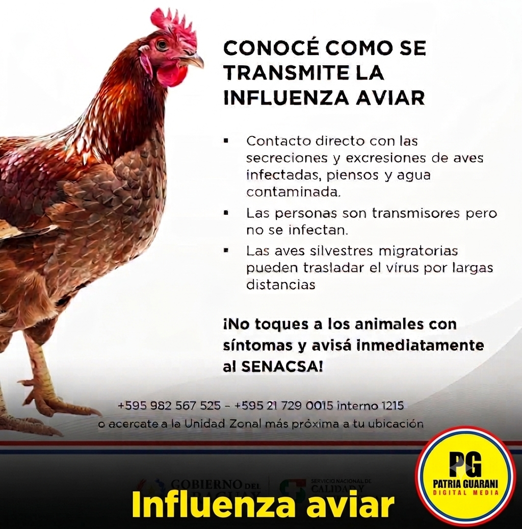 Influenza aviar