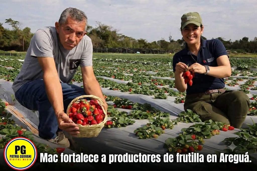 MAG fortalece a productores  de Frutilla 