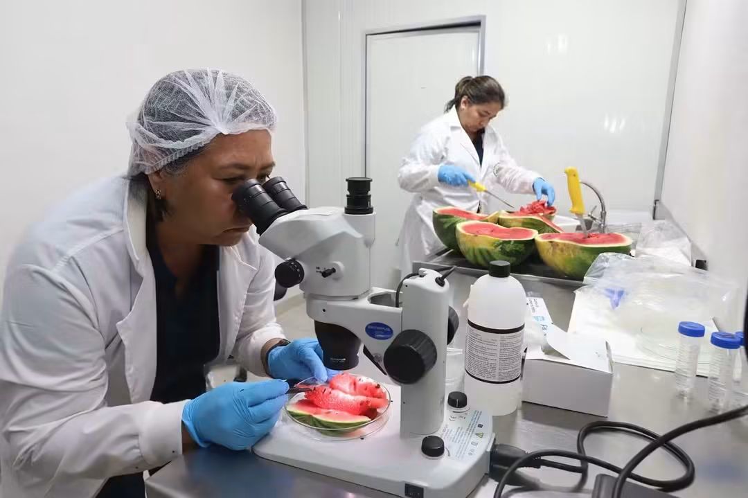 Primera exportación paraguaya de sandías a Uruguay